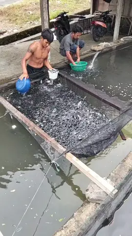 bibitunggul#rankkototinggi #semogaberkahamin #fyppppppppppppppppppppppp 