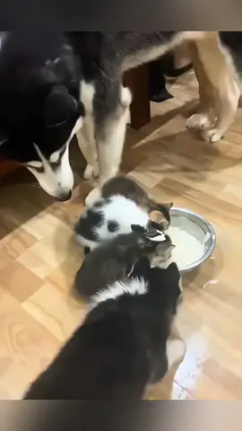 animals friends 🥰🥰 #pet #cat #dog #cute #animals #foryou #typ