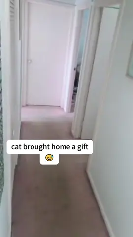 Cat brought home a gift #cat #catsoftiktok #funnyvideo #fyp #pet 