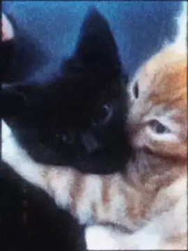 I can't live without you #cattok #tiktokcats #vhs #мы #fyp 