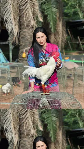 #ค่ายไก่เจ้าเงาะ #อนุรักไก่ใต้🐓 #ไก่ใต้ไก่เดือย🐓💯 #ผู้หญิงเลี้ยงไก่ 