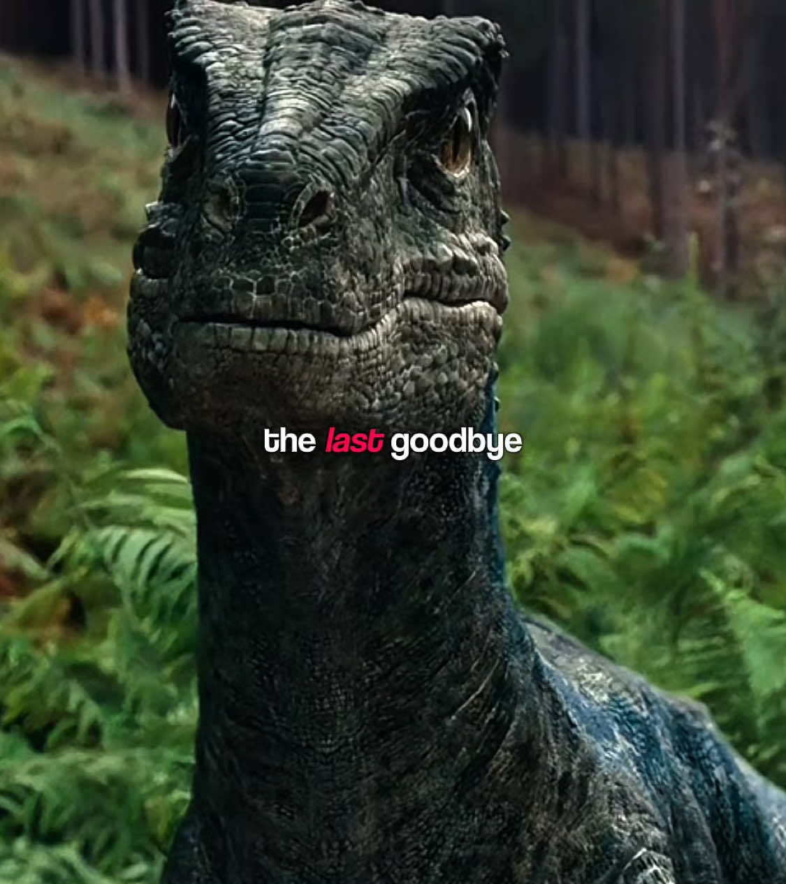 not knowing if blue is ok now, not knowing if owen ever saw her again, but knowing this is the last time we’ll see them… #jurassicworld #jurassicpark #dinosaur #velociraptor #bluethevelociraptor #owengrady #fyp #foryoupage