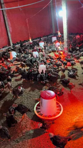 Gà giống minh dư thả vườn sl #khoinghiep #channuoiga #gathavuon #xuhuong 