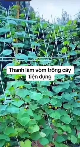 Thanh làm vòm trồng cây tiện dụng bền đẹp #thanhnanthuytinh #vomtrongcay #thanhlamgian 