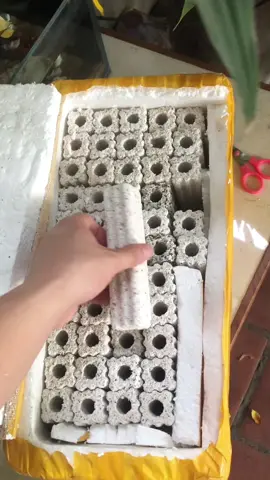 @Huy Cám Cá + Phụ kiện cá cảnh Sứ thanh lọc nước bể cá chỉ từ 2,9k, combo 50 thanh chỉ hơn 100 ka #tiktokshop #vatlieulochoca #suthanh 