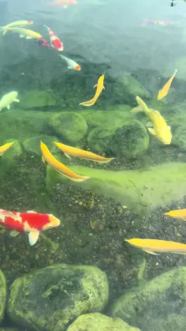 #TraigaThanhtiemvang #xuhuong 