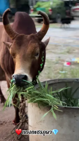 แดงเพชรภูผา#เขาขาวชิตตี้ #ค่ายโคน้องแทนคุณ #หูโตนซิตี้ 