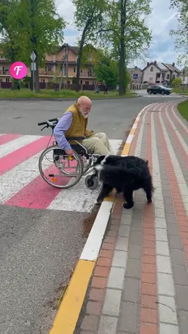 Clever Dog Helps Elderly Man In Wheelchair Overcome No Ramp Challenge #shorts