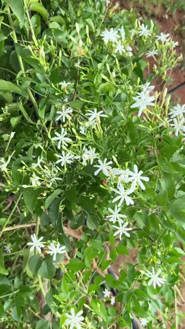 ဇွန်ပန်းလေးရဲ့အဓိပ္ပါယ်က ချစ်ခြင်းမေတ္တာ၊ဖြူစင်မူ့၊ကျိုးနွံမူ့လို့ဆိုကြသတဲ့….           မိုးကလေးတွေသဲတဲ့ဇွန်လမှာဇွန်ပန်းရုံကဇွန်ပန်းတွေဖွေးဖွေးလှုပ်ပွင့်နေကြပြီ။တနေကုန်ဇွန်ပန်းရနံ့လေးတွေသင်းပျံ့နေကြတာစိတ်ထဲကြည်နူးစရာအရမ်းကောင်းတယ်။       ဘုရားစင်မှာဇွန်ပန်းကော်ဇောကြီးခင်းရုံမကလို့ ဇွန်ပန်းတွေကိုကုံးပြီးချိတ်ထားလိုက်တာဘုရားခန်းတစ်ခုလုံးမွေးပျံ့သင်းကြိုင်နေတာပဲ။  #ဇွန်ပန်း #ဇွန်လ #သင်းပျံ့မွှေးတဲ့ပန်းရနံ့တွေ  #smalljasmine #flower #fyp #foryou #foryoupage #trending #trendingtoday #myanmartiktok🇲🇲🇲🇲 #viral 