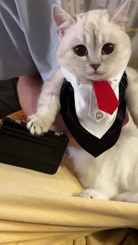 goob found a job before i did #fyppppppppppppppppppppppppppppppppppp #kitten #catsoftiktok #doobscoobgoob #fypシ゚viral 