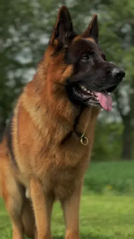 LOVE ♥️ #FLYFANTASYMARS#MARS#gsdMARS#немецкиеовчарки#щенкинемецкойовчарки#GSDTOP#MINSK