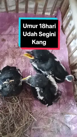 Anakan Kacer Umur 18 Hari#anakan#anakankacer#kacer#cindilkacer#kacertrotol#kacermania#kacermaniaindonesia#ngasihmakanankaankacer#melolohanakan#burung#cuantanpabatas #vypシ✌️❤️ #tiktokviral 