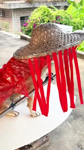 #dog #funny #funnyvideos #xuhuong 