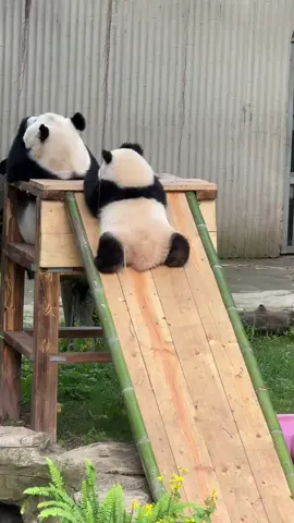 Forget your worries for a moment and feast your eyes on Qi Sanmei, an adorable giant panda cub from southwest China’s Chongqing Zoo. Almost one year old, this creature is winning over hearts, as she hilariously figures out how to use a slide. The cub was born to giant panda Hao Qi on June 28, 2024. Keepers report that Hao Qi has primarily nursed the cub independently, with only minimal human assistance. #giantpanda#socute#lovely#pandalover#animalsoftiktok#wildchina