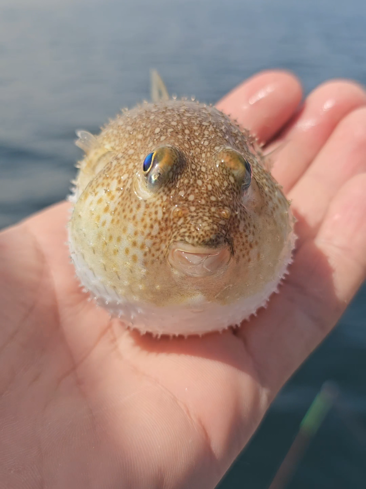 It’s called a puffer fish because it can inflate by swallowing water to appear larger to predators 🐡🐡 #pufferfish #Lebanon #Mediterranean #fish 