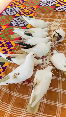 🕊️💪🕊️💪🕊️💪🕊️💪🕊️💪🕊️💪🕊️💪🕊️💪