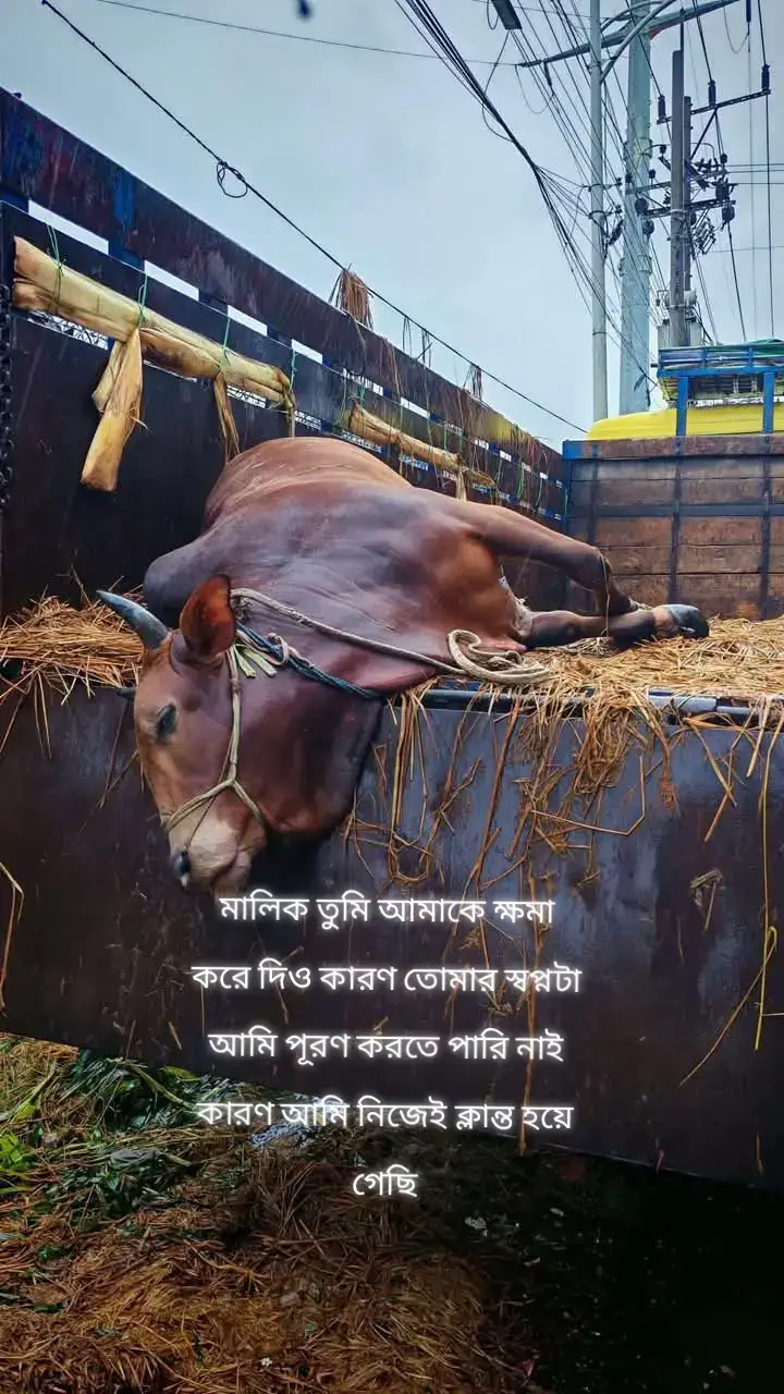 মালিক তুমি আমাকে ক্ষমা করে দিও