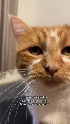 #challenge #trend #tiktoktrend #cats #cat 