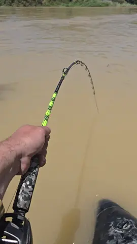 #sum #siluro #catfish #wedcarstvo #pesca #fishing 