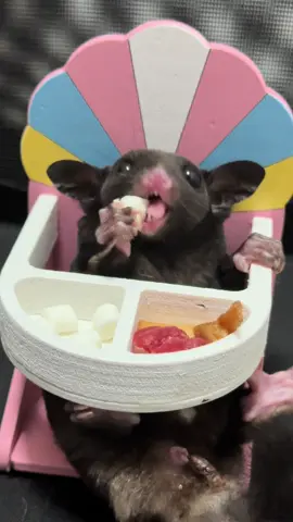 ไอเราก็ลูกคุณหนู ลูกคุณนาย จะกินขนมกับพื้นได้งายย~~#animaloftiktok #ชูการ์ไกรเดอร์ #sugarglider #สัตว์โลกน่ารัก #sugargliders #ชูการ์ไกลเดอร์ #โยโล่ 