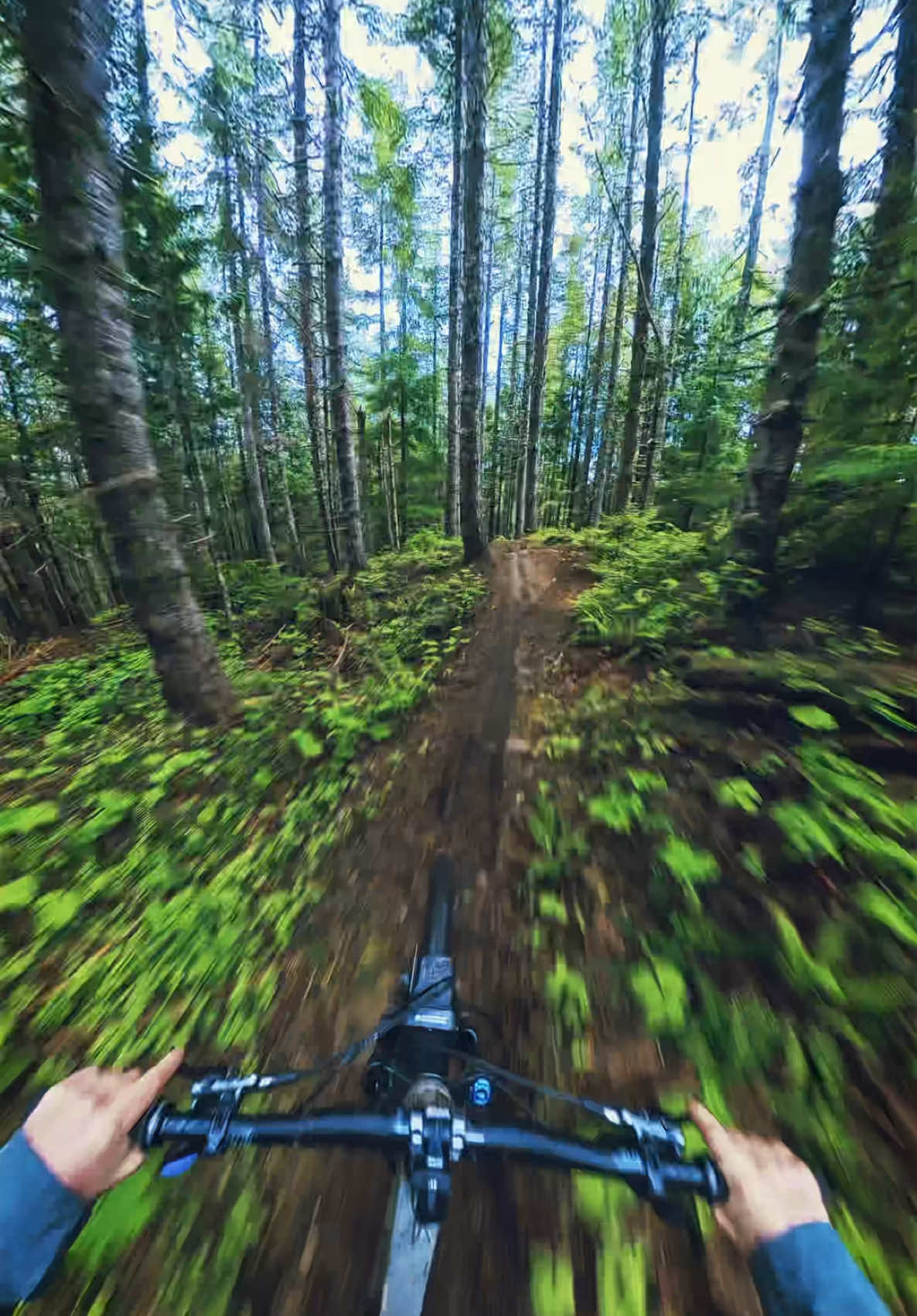 Tunnel vision! #forest #bike 