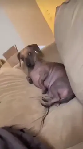 Dogs that make you laugh harder with every scroll you take 🐶😂 #FunnyDogs #PupJoy
