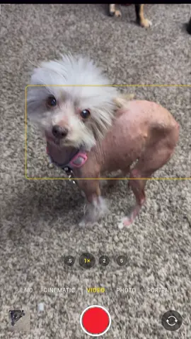 (Works with Apple or android) The one thing that has been certain is my phone being full and promoting items I actually use. If you don’t want to give more money to Apple it’s a great alternative. If you make videos for TikTok it’s literally a must. @AGI Technology #iphone #icloud #apple #appleiphone #iphonestorage #airpods