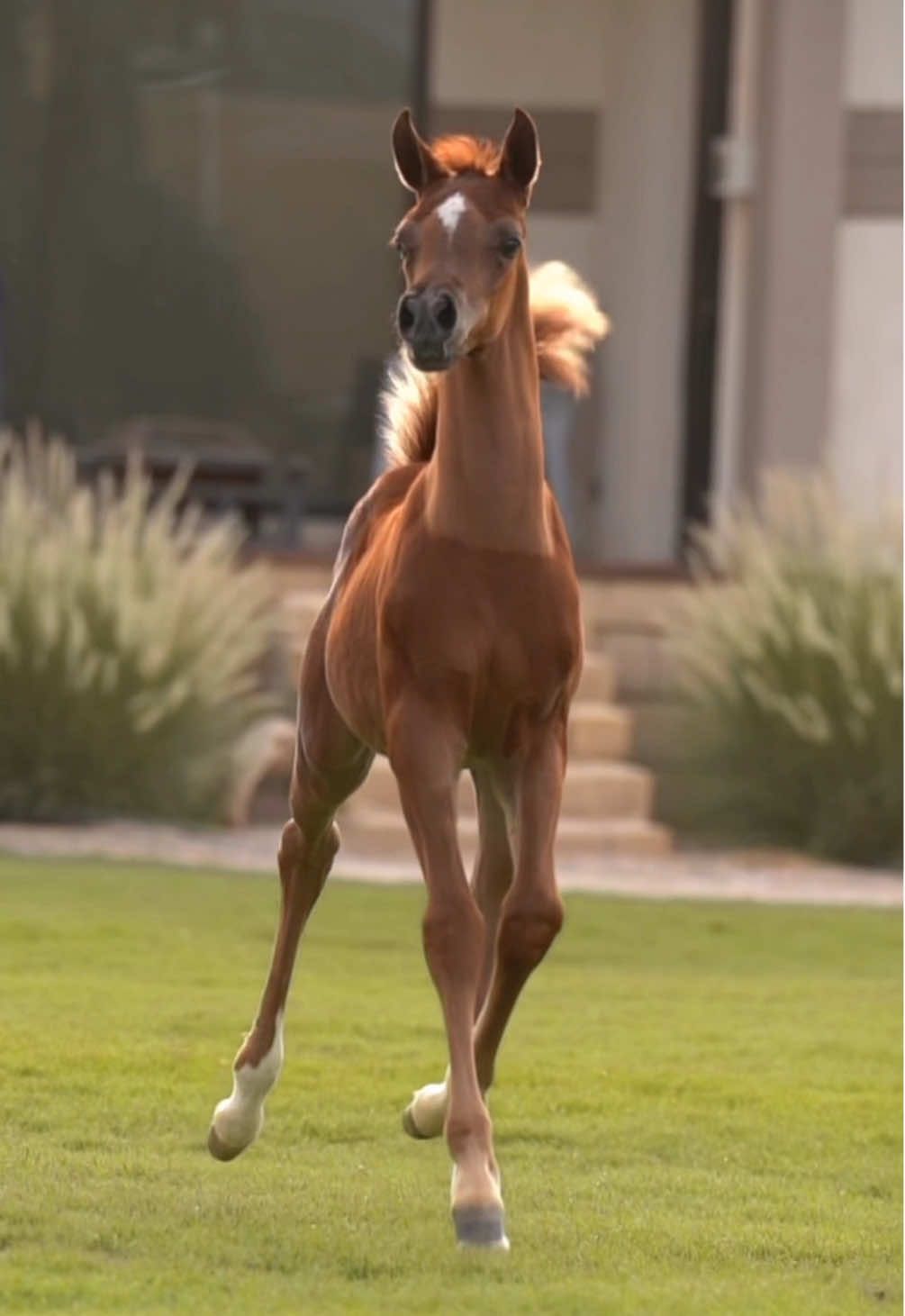 مسك البراق✨ #explore #fypシ #foryou #خيل #خيل_عربي_اصيل 