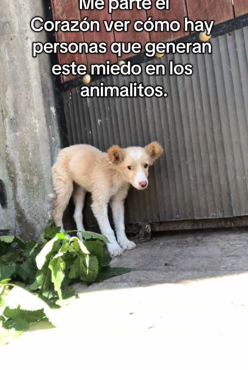 Que habrá vivido para que a sus 3 meses de vida tenga tanto miedo. Cómo me gustaría saber de donde vienen. Ayúdalos cuando los veas en esta situación!! Ayúdame a cambiar la situación de los animalitos en situación de calle, maltrato y abandono!! Si quieres adoptar, ayudar con un donativo (para comida, vacunas, veterinario o tienes@Cobijas que ya no uses) entra en mi IG can_Ping.Mx1 o PamelaTrueba ahí están TODOS MIS DATOS #adopta #puppydog #puppylove #puppy #perrosdetiktok #cachorrosdetiktok #adoptanocompres #perrihijos #tiktok #cachorro #perritosrescatados #dogsoftiktok #adopcion #tiktok #cachorro #perritosrescatados #dogsoftiktok #ayuda #cambiavidas #mexico 