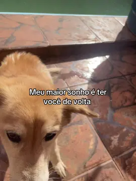 #fyp #cachorro #luto 