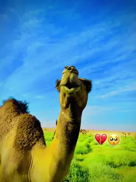 #الكباشي_عاشق_جقله🐪🔥 #الباديه_الشماليه_الشرقيه #جقله_الخير_جقله_العز❤ 