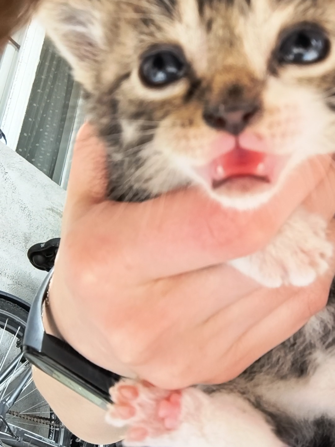 like do they just do that or what? #kitten #babycat #honk #car #cathonk #fyp #forupage 