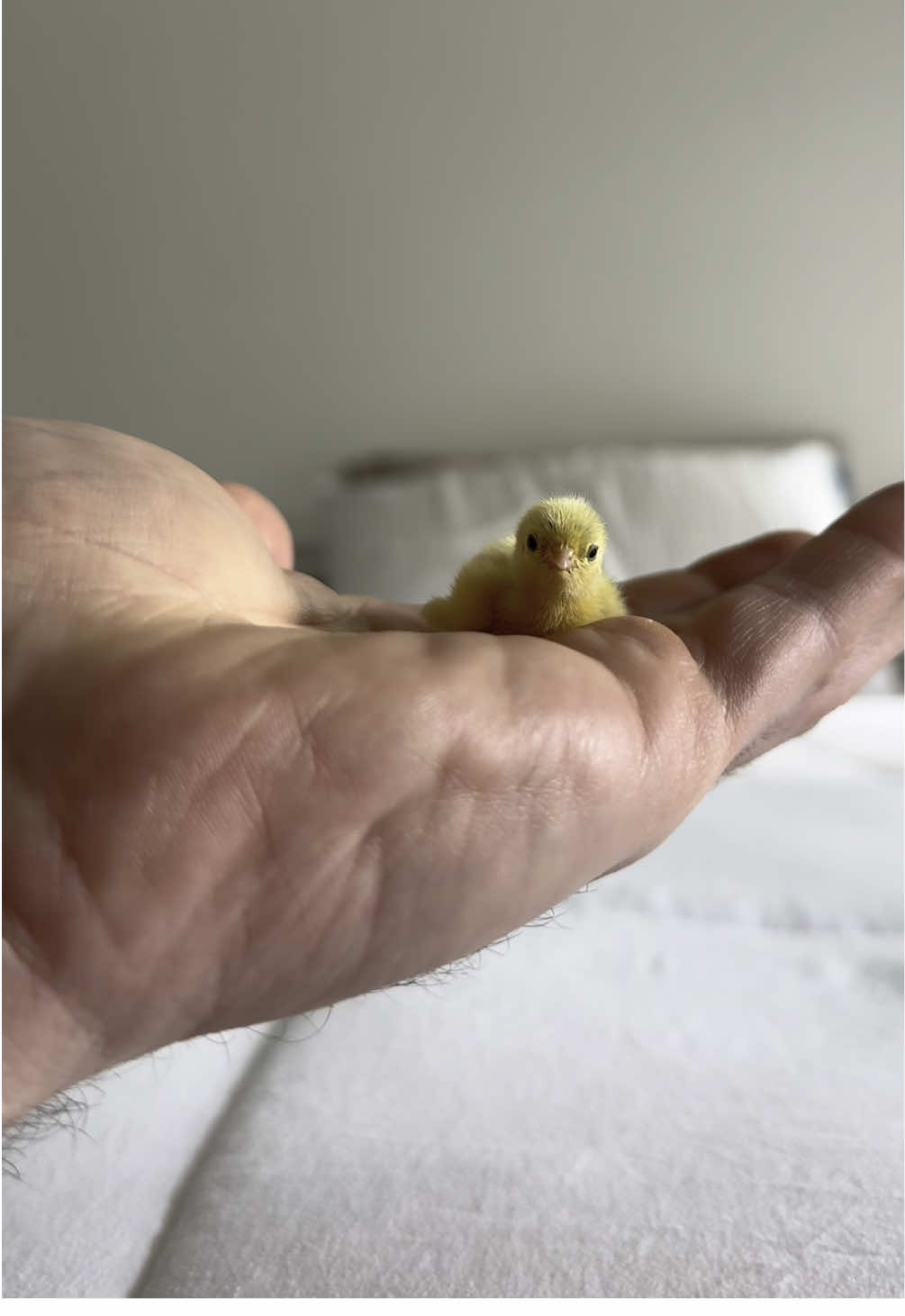 I always check each individual egg after chicks are done hatching for this exact reason.. I was going through the spent eggs when I heard the faintest chirp. I thought I was hearing things when I noticed this little guy 🥺💙.  - #cutenessoverload #babyanimals #cuteanimals #babyanimal #foryoupage #fyp #cuteness