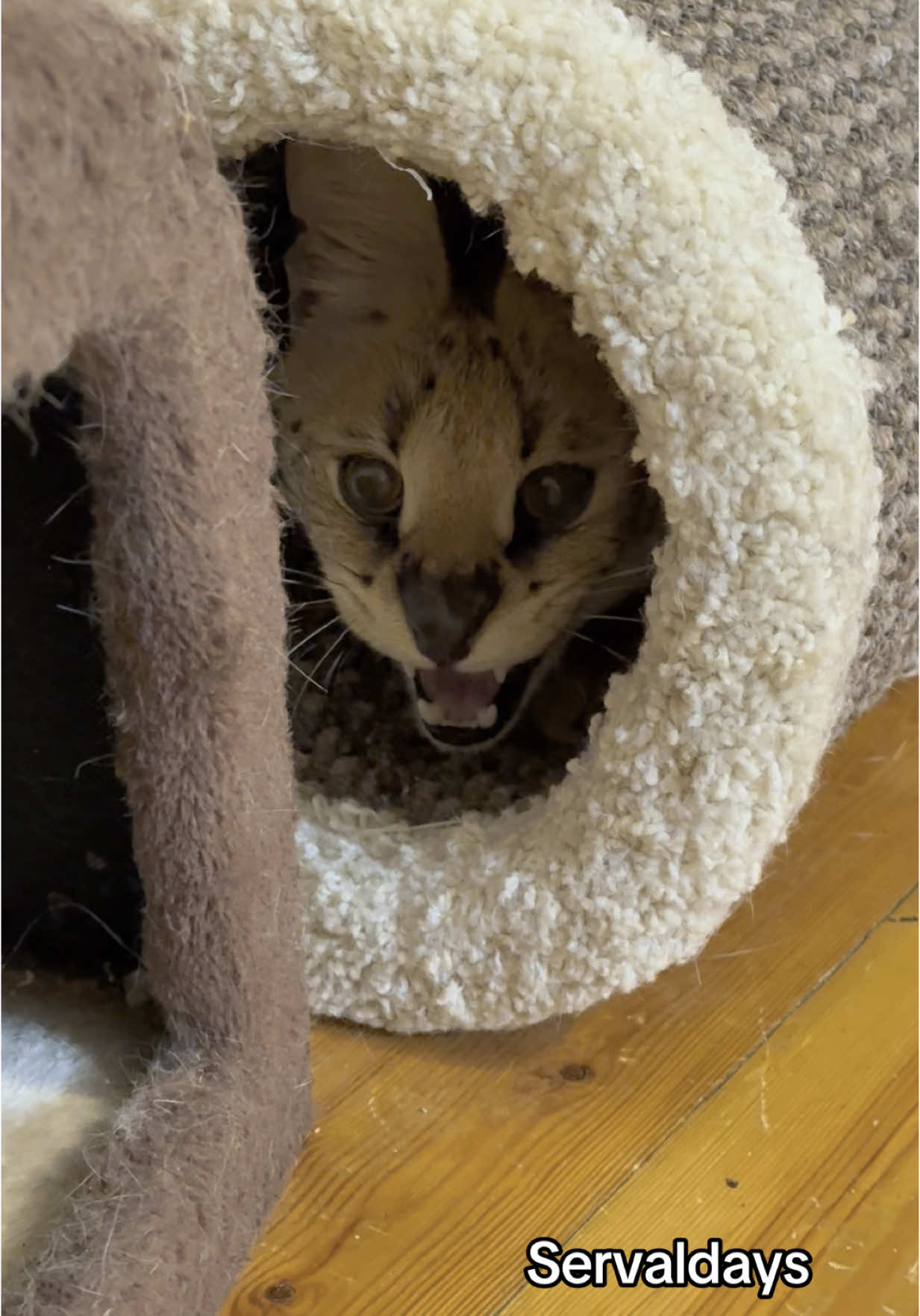 Suit’s in, next we’re going to Mars with Wah. ^^ ~ You can support our creativity and our fluffy family — it means a lot to us. Our videos are not monetized, but by helping and supporting our page and creative work, you give us the support and chance to continue sharing our cute videos and content with you. In return for your support, you can get access to more content available on Buy Me a Coffee and other services listed here. Your help is greatly needed — it helps us survive now and save up in the future for the treatment I need and for a move. Any support: a donation, a repost, or even just a like would help us a lot. PayPal: kammysmb@gmail.com Hipolink: https://hipolink.net/servaldays Buymeacoffee: https://buymeacoffee.com/dominol199A If our videos have ever made you smile or lifted your mood, please consider helping us. Me and my fluff family will be so thankful to you. #Serval #Sogga #Floppa #Cat #Animal #Africa #Exotic #Savannah #bigears #Сервал #Кот #флоппа #spotted #kot #catstagram #Cute #Adorable #floppa #cuteserval #bigcat #paws #africanserval #servallovers  #bigears #spotted #kitten #servalkitten #soadorable #socute #catsofinstagram #bigcat #sillypets #cats_of_instagram