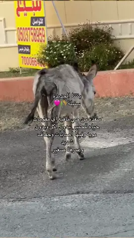 سنبلة 💜🌾#fypage #رفق #قطط #تبني #رحمه #dogsoftiktok #انقاذ_حيوان #خيل_وخياله🐎 #خيول #حمار #donkey #حمير #خيل #عيد_الاضحى #عيد #يوم_عرفة #حب #الله #الرياض #جدة #ابها #عسير #تطوع #جمعية 