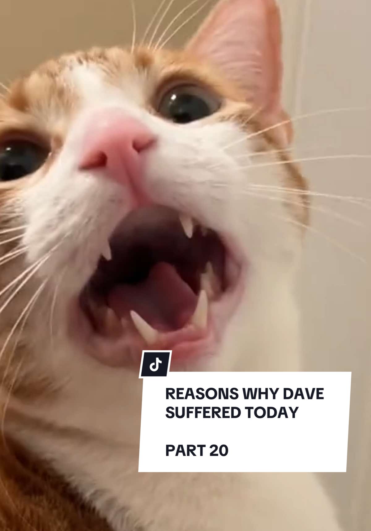 The days are long and the years are longer #davethecat #orangecat #satire 