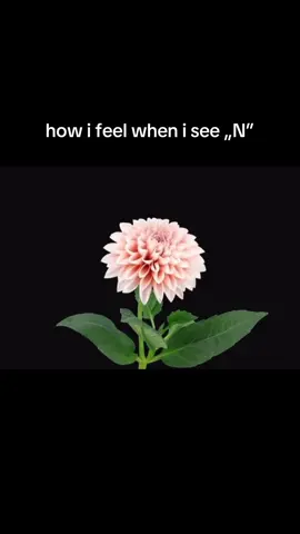 #foru #fyp #viralvideos #n #lov #crush #Relationship #reatable #flowers 