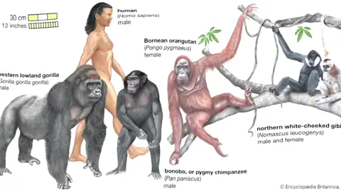 something yall probably don’t know abt me is that i LOVE PRIMATES!!!! they are one of my biggest passions so here is an edit of a bunch of primates #primates #primatology #mandrill #lemur #bonobo #chimpanzee #orangutan #gorilla #ayeaye #tarsier #spidermonkey #proboscismonkey #baboon #macaque #gibbon #marmoset #loris 