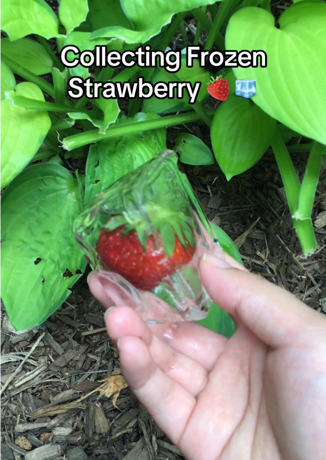 Collecting some fruits in Grow a Garden irl #growagarden #growagardenroblox #roblox #videogame #videogames #game #games #strawberry #strawberries #daffodil #daffodils #garden #gardening #growagardenirl #irl #inreallife 