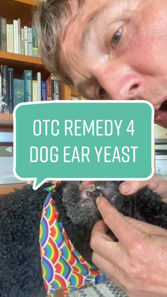 OTC Medication Recipe for Dog Ear Infections #veterinary #hacks #dogear #dogearinfection #homeremedy #otc #otc_medication 
