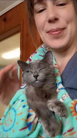 Replying to @appleslut420 Crossbody style is the preferred and most supportive method, although sometimes we just toss it around our neck when laid back on the couch or otherwise are sitting in a relaxed position.  #catlovers #tiktokcats #polydactylcat #graycats #catsoftiktok #catpeople 