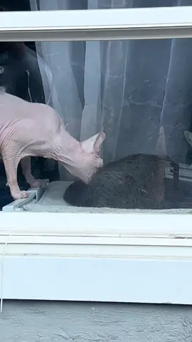 This is a hate crime!!!  JK @xerxes.the.housecat loves his sis #sphinxcat #baldcat #williamsburg #shesbald #bald #catsoftiktok 