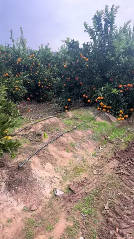 Cosecha2025.                                  #fypシ゚ #paratiiiiiiiiiiiiiiiiiiiiiiiiiiiiiii #videoviral #viralditiktok #cosecha #naranjas #albarrer #temporerosbolivianos🇧🇴🇨🇱 #melipilla #chile #viral_video 