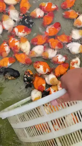 lâu không đăng video dọn nhà cho tụi nói #xuhuong #ranchu #caranchu #ranchubosua 