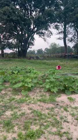 The best evenings #farmlife #gardening #homestead #family 