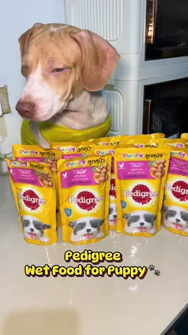Check out now! PEDIGREE Wet Food for Dogs Puppy (12-Pack), 80g. ##wetdogfood##puppyfood##pedigreewetfood##pedigree@@Pedigree & Whiskas PH