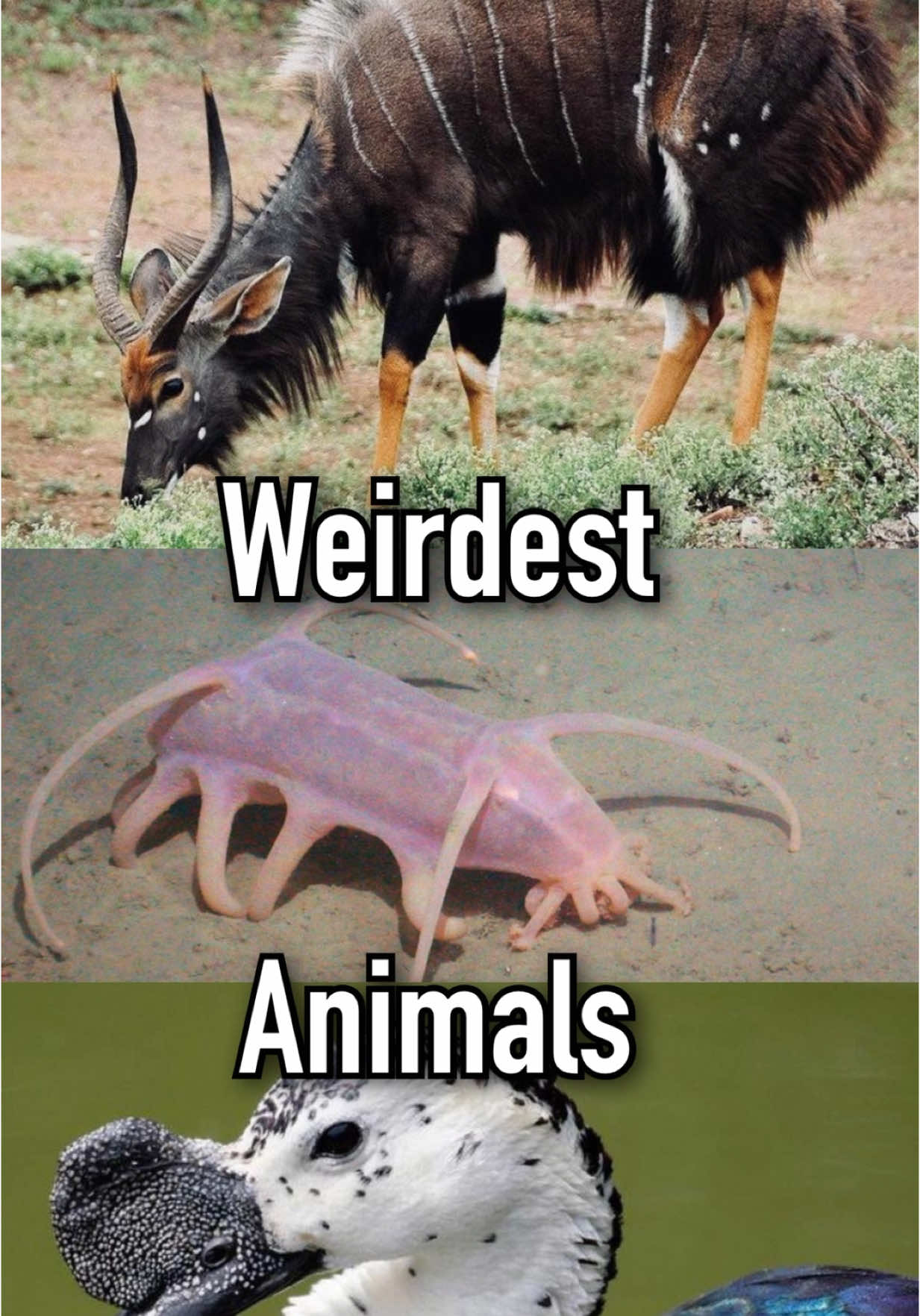 Weird animals you’ve never seen 🥴 #jearrod #jearrod #facts #top3 #AnimalFacts #dobsonfly #flatworm #interestingfacts #interestingfactsforyou #interestingfactshub #amazingfacts #amazingfactsforyou #amazingfactsministries #coolfacts #coolfactz #coolfactsforu #coolfactsyoudidntknow #randomfacts #randomfactstiktok #randomfactsforyou #facts #factz #factsdaily #factsoftheday #factsoftheworld #factsoftiktok #funfacts #funfactsoftheday #funfactstoknow 