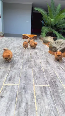 ♥️🥰my love puppies 🥰