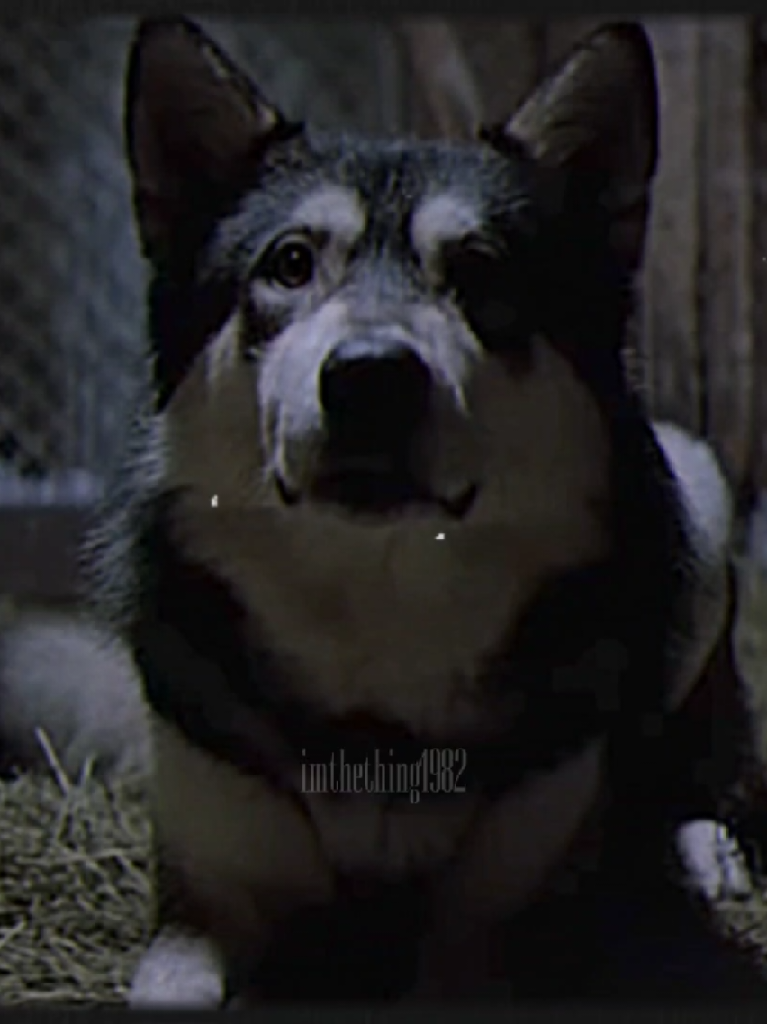 #DOGTHING | My sweet baby angel 💔 | #thething1982 #thething #thethingedit #thething1982edit #dogthing #dog #doomcore #jed 🕊️