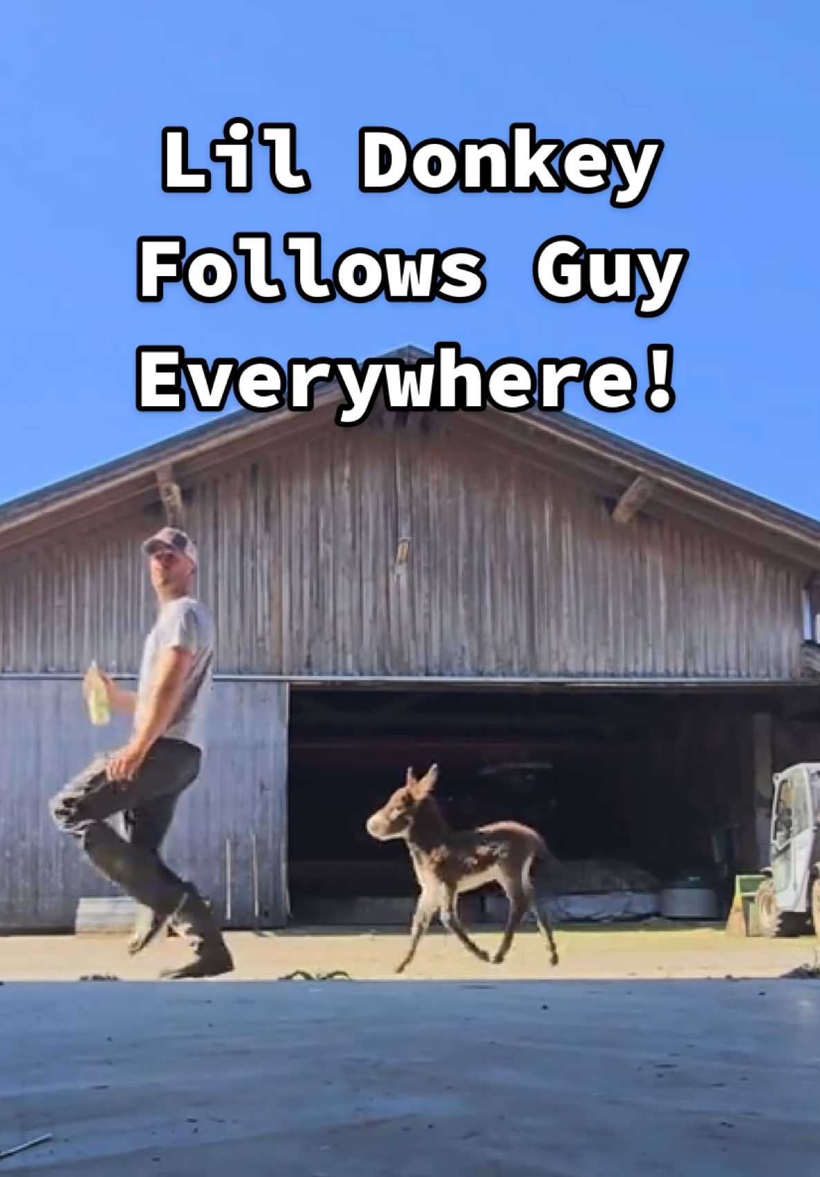 Scooby and Shaggy look a little different here... 🤣🫏 (Via - @Simon Stöckle) #Donkey #DonkeysOfTikTok #fyppp #FarmLife